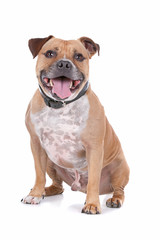 staffordshire bull terrier