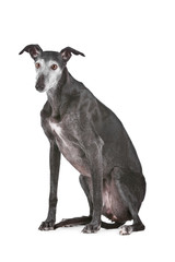 Old greyhound