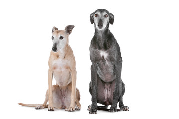 Two greyhound dogs