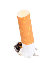 Cigarette butt