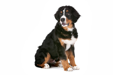 Bernese Mountain Dog puppy