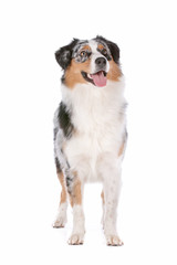 Australian shepherd