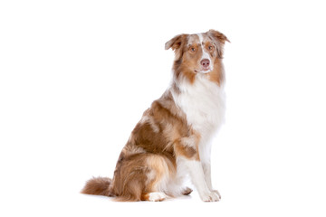 Australian shepherd