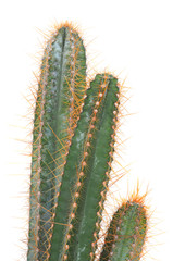 cactus isolated on white