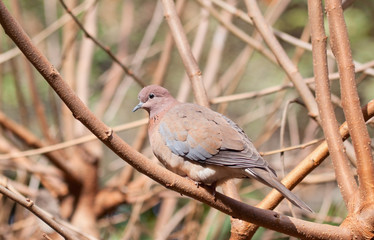 Laughing Dove (Spilopelia senegalensis)