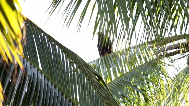 Bird between Palm trees