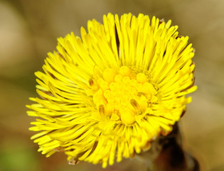 Dandelion.