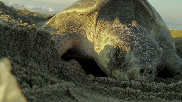 Turtle nesting on the beach