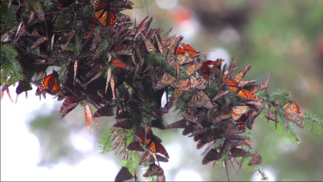 Thousands of Mariposas in the Forest
