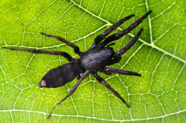 Wildlife and Animals - Spiders