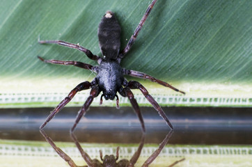 Wildlife and Animals - Spiders