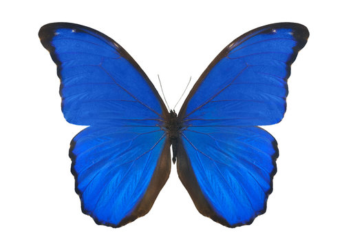 blue isolated on white morpho