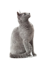 Russian Blue cat on white .