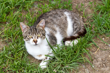 Cat listen in the grass