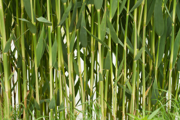 Many reed stems with leaves