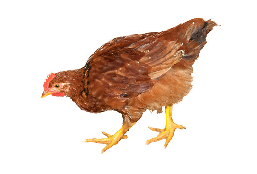 brown chicken isolated on white