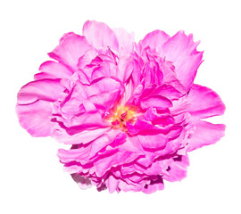 One big pink peony flower isolated