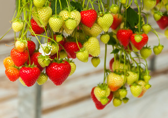 Strawberries hanging in a Dutch greenhouse