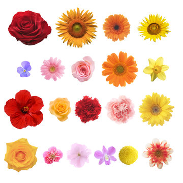 色々な花の素材