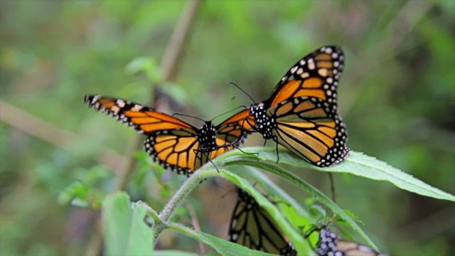 Two Mariposas interacting