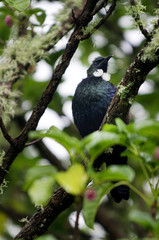 Wildlife and Animals - Birds