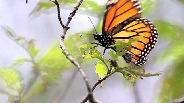 Details of Monarca Butterfly