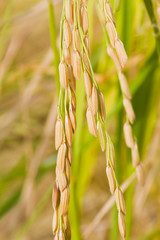 Rice plant