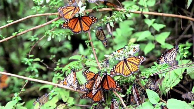 Butterlies Monarch in Mexico