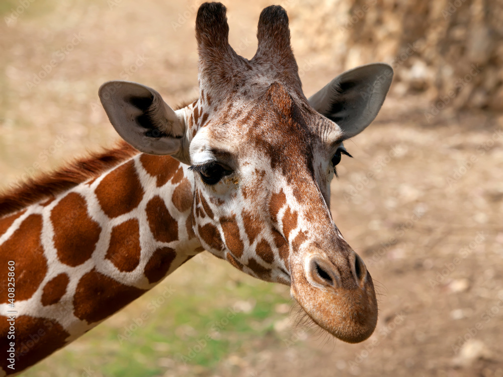 Wall mural Giraffe portrait