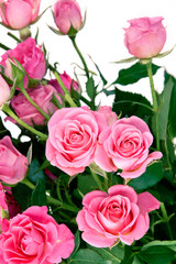 Rose flowers over white
