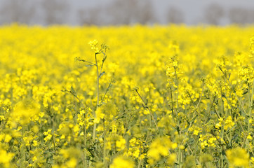 Obraz premium rapsfeld 25