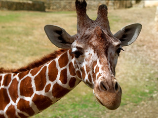 Giraffe portrait
