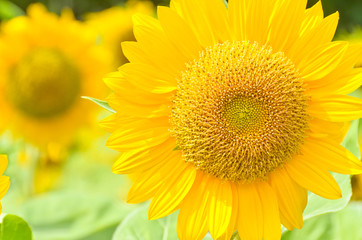 close up view of sunflower