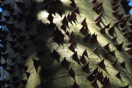 CHORISIA SPECIOSA, PALO BORRACHO, &Aacute;RBOL BOTELLA