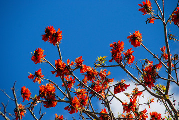 CEIBO SPECIOSA O PALO BORRACHO.