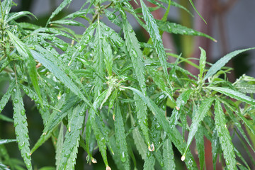 cannabis, chanvre indien, marijuana