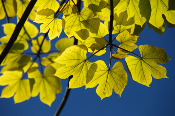 HOJAS AL TRASLUZ, ILUMINADAS POR EL SOL DE HIGUERA