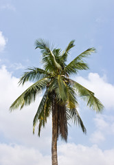 Fototapeta na wymiar Coconut trees