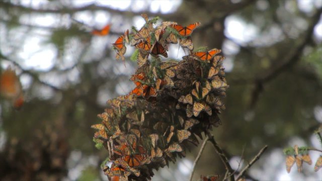 Monarca Butterflies, milions in the bush of Mexico