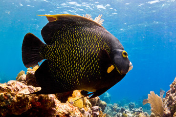 Angel fish