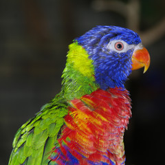 Portrait of a Rainbow Lorikeet
