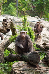The chimpanzee on a rock at the zoo