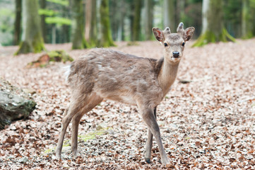 cute young sika deer fawn