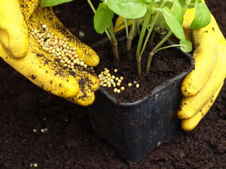 Fertilization, closeup