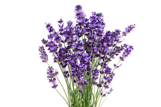 Fototapeta Lavender
