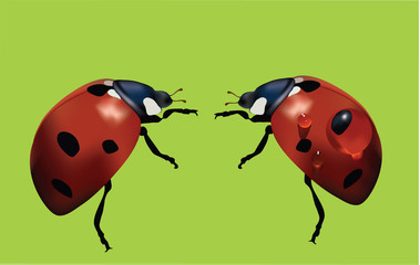 Obraz premium Two ladybirds vector with water drops an none