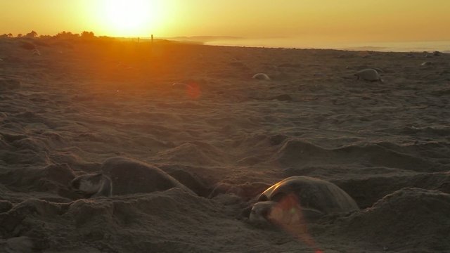 Turtle nesting on the beach