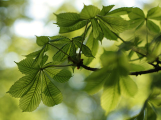 Fototapeta na wymiar Green chestnut leaves in beautiful light