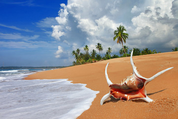 beautiful tropical beach scenery with shell