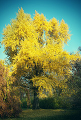 Fototapeta premium Maidenhair Gingko Biloba Tree in Autumn